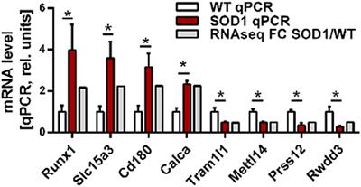 Sphingolipid Metabolism Is Dysregulated at Transcriptomic and Metabolic Levels in the Spinal Cord of an Animal Model of Amyotrophic Lateral Sclerosis